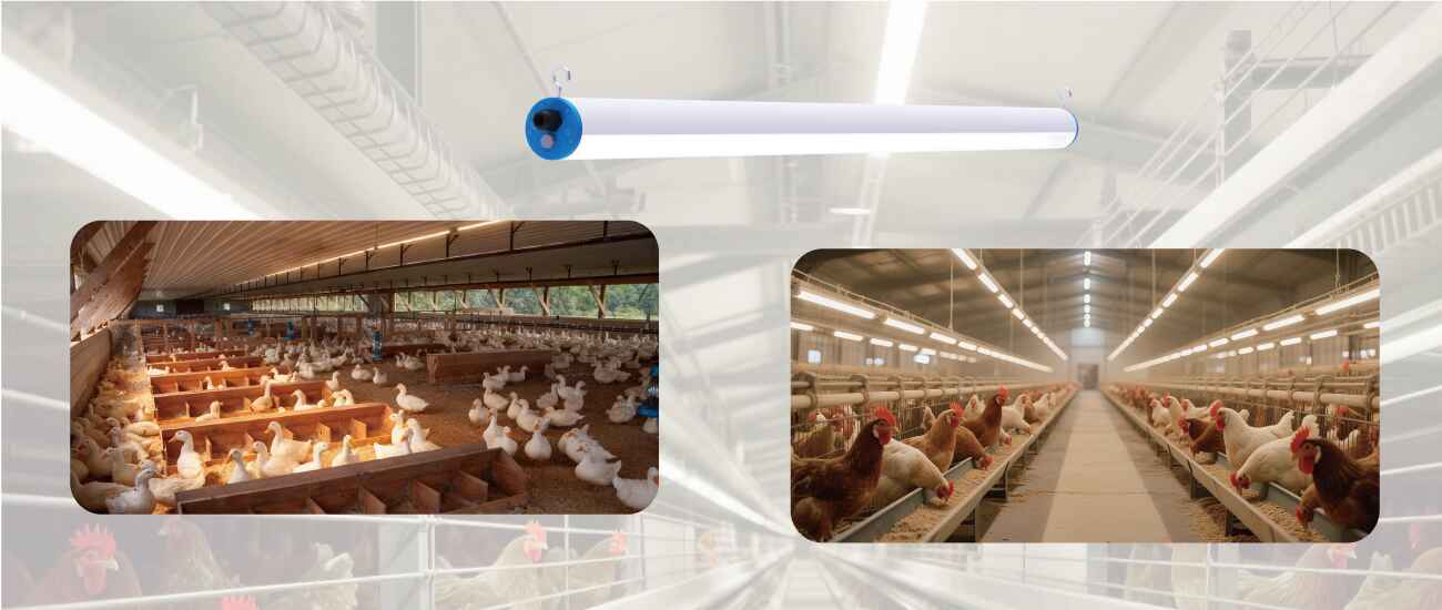 led lighting for poultry